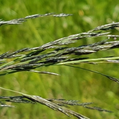 Eragrostis curvula (African Lovegrass) at Crace Grasslands - 3 Nov 2020 by trevorpreston