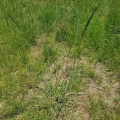 Eragrostis curvula at Mitchell, ACT - 3 Nov 2020