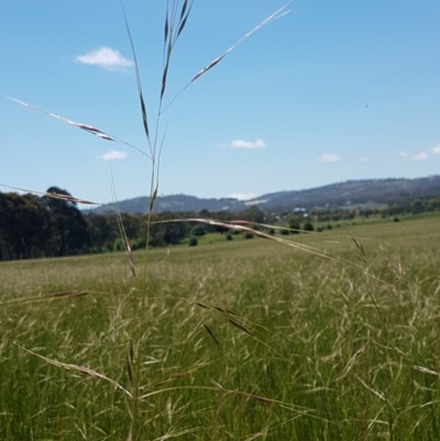 Austrostipa bigeniculata (Kneed Speargrass) at Mitchell, ACT - 3 Nov 2020 by trevorpreston