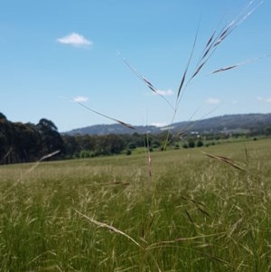 Austrostipa bigeniculata at Mitchell, ACT - 3 Nov 2020