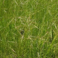 Austrostipa bigeniculata at Mitchell, ACT - 3 Nov 2020