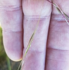 Austrostipa bigeniculata at Mitchell, ACT - 3 Nov 2020 12:10 PM