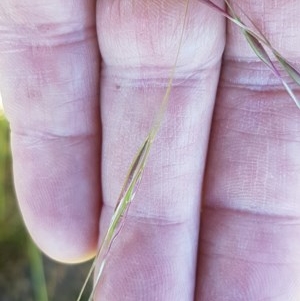 Austrostipa bigeniculata at Mitchell, ACT - 3 Nov 2020