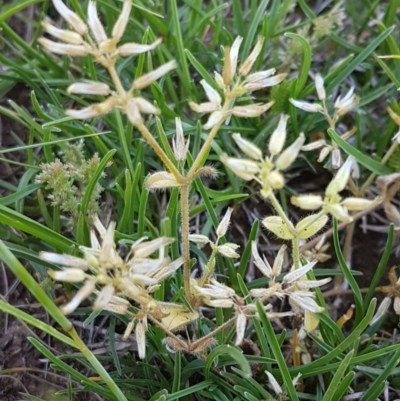 Cerastium glomeratum (Sticky Mouse-ear Chickweed) at Mitchell, ACT - 3 Nov 2020 by trevorpreston