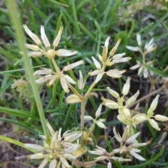 Cerastium glomeratum at Mitchell, ACT - 3 Nov 2020 12:12 PM