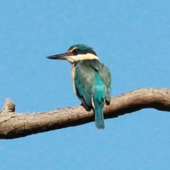 Todiramphus sanctus (Sacred Kingfisher) at Throsby, ACT - 2 Nov 2020 by davobj