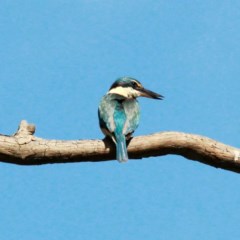 Todiramphus sanctus at Throsby, ACT - 3 Nov 2020