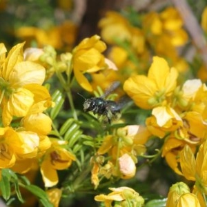 Xylocopa (Lestis) aerata at Acton, ACT - 3 Nov 2020