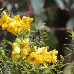 Xylocopa (Lestis) aerata at Acton, ACT - 3 Nov 2020 09:41 AM