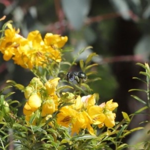 Xylocopa (Lestis) aerata at Acton, ACT - 3 Nov 2020