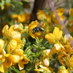 Xylocopa (Lestis) aerata at Acton, ACT - 3 Nov 2020