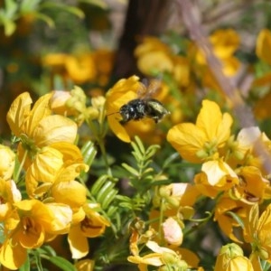 Xylocopa (Lestis) aerata at Acton, ACT - 3 Nov 2020