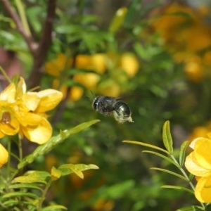 Xylocopa (Lestis) aerata at Acton, ACT - 3 Nov 2020