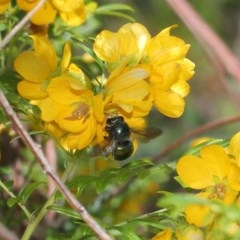 Xylocopa (Lestis) aerata at Acton, ACT - 3 Nov 2020