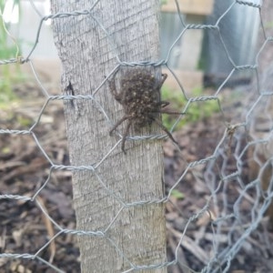 Lycosidae (family) at Torrens, ACT - 1 Nov 2020