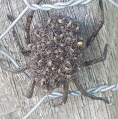 Lycosidae (family) at Torrens, ACT - 1 Nov 2020