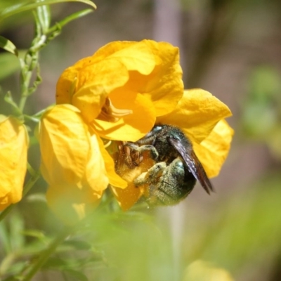 Xylocopa (Lestis) aerata (Golden-Green Carpenter Bee) at Acton, ACT - 2 Nov 2020 by TimL