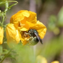 Xylocopa (Lestis) aerata at Acton, ACT - 3 Nov 2020