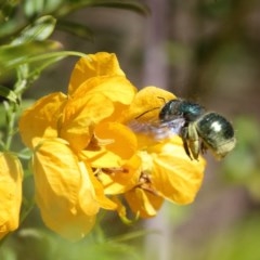 Xylocopa (Lestis) aerata at Acton, ACT - 3 Nov 2020