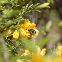 Xylocopa (Lestis) aerata at Acton, ACT - 3 Nov 2020