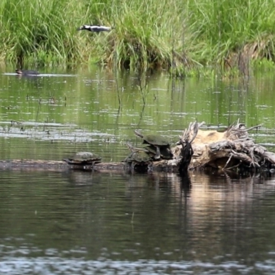 Chelodina longicollis (Eastern Long-necked Turtle) at Jerrabomberra Wetlands - 2 Nov 2020 by RodDeb