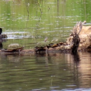 Chelodina longicollis at Fyshwick, ACT - 2 Nov 2020