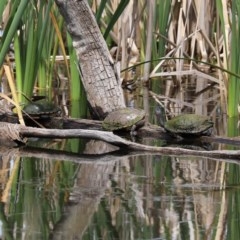 Chelodina longicollis at Fyshwick, ACT - 2 Nov 2020