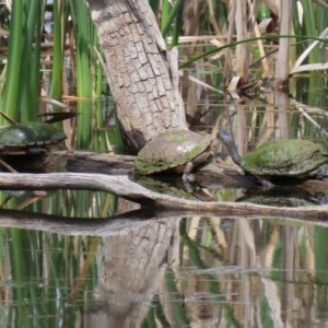 Chelodina longicollis at Fyshwick, ACT - 2 Nov 2020