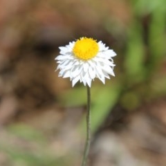 Leucochrysum albicans subsp. tricolor (Hoary Sunray) at Hughes Grassy Woodland - 3 Nov 2020 by LisaH