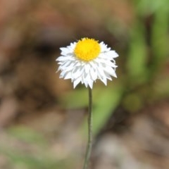 Leucochrysum albicans subsp. tricolor (Hoary Sunray) at Hughes, ACT - 3 Nov 2020 by LisaH