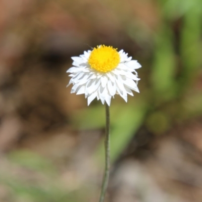 Leucochrysum albicans subsp. tricolor (Hoary Sunray) at Red Hill to Yarralumla Creek - 3 Nov 2020 by LisaH