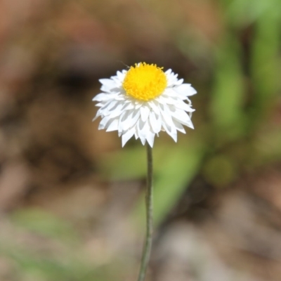 Leucochrysum albicans subsp. tricolor (Hoary Sunray) at Hughes Grassy Woodland - 3 Nov 2020 by LisaH