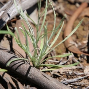 Leucochrysum albicans subsp. tricolor at Hughes, ACT - 3 Nov 2020