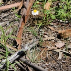 Leucochrysum albicans subsp. tricolor at Hughes, ACT - 3 Nov 2020