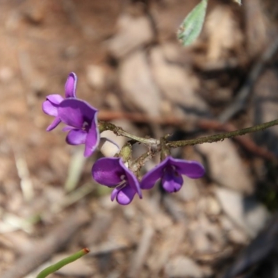 Swainsona sericea (Silky Swainson-Pea) at Red Hill to Yarralumla Creek - 3 Nov 2020 by LisaH