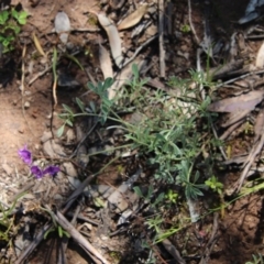 Swainsona sericea at Hughes, ACT - 3 Nov 2020 11:36 AM