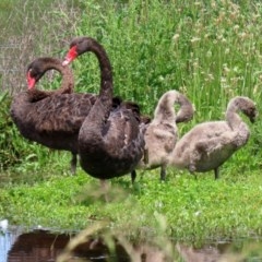 Cygnus atratus (Black Swan) at Fyshwick, ACT - 2 Nov 2020 by RodDeb