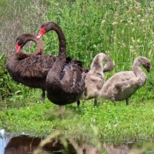 Cygnus atratus at Fyshwick, ACT - 2 Nov 2020 12:28 PM