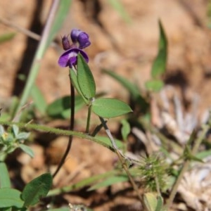 Glycine tabacina at Deakin, ACT - 3 Nov 2020