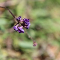 Glycine tabacina at Deakin, ACT - 3 Nov 2020