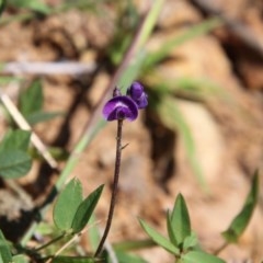 Glycine tabacina at Deakin, ACT - 3 Nov 2020 12:27 PM