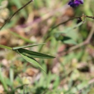 Glycine tabacina at Deakin, ACT - 3 Nov 2020