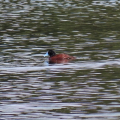 Oxyura australis (Blue-billed Duck) at Fyshwick, ACT - 2 Nov 2020 by RodDeb