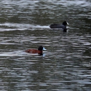 Oxyura australis at Fyshwick, ACT - 2 Nov 2020