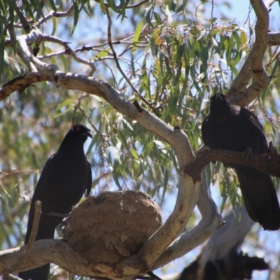 Corcorax melanorhamphos (White-winged Chough) at Deakin, ACT - 3 Nov 2020 by LisaH