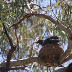 Corcorax melanorhamphos at Deakin, ACT - 3 Nov 2020