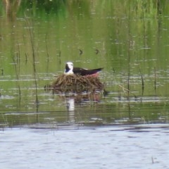 Himantopus leucocephalus (Pied Stilt) at Jerrabomberra Wetlands - 2 Nov 2020 by RodDeb