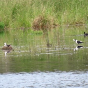 Himantopus leucocephalus at Fyshwick, ACT - 2 Nov 2020