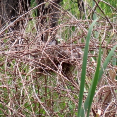 Malacorhynchus membranaceus (Pink-eared Duck) at Fyshwick, ACT - 2 Nov 2020 by RodDeb