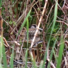 Malacorhynchus membranaceus at Fyshwick, ACT - 2 Nov 2020